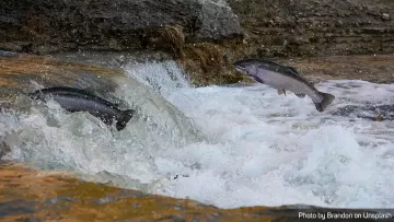 Kisah Ikan Salmon Dan Ikan Hiu